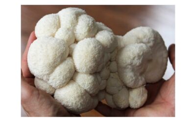 6 Best Lion&rsquo;s Mane Mushroom Gummies